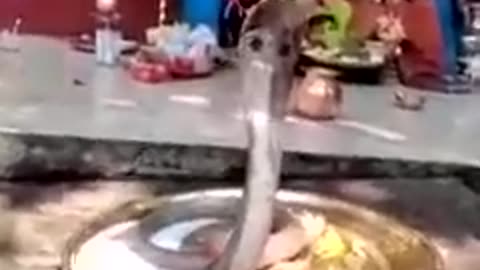 SNAKE POOJA