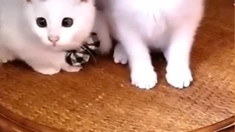 Playing with two cute cat