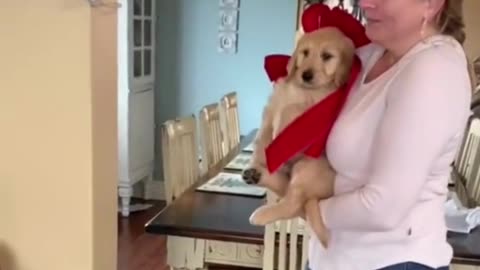 A loving surprise for her husband. 🐶👩‍❤️‍ Very touching!
