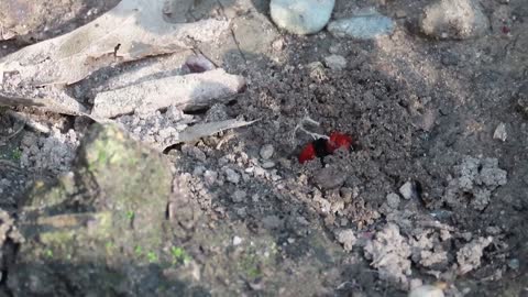 Aha Nature Moments_ Red Velvet Ant_3