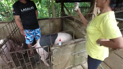 ARTIFICIAL INSEMINATION ON THE FARM