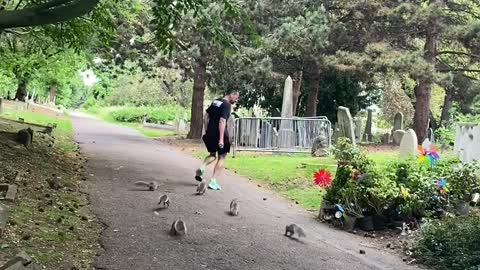 Squirrels Chase Jogger for His Nuts