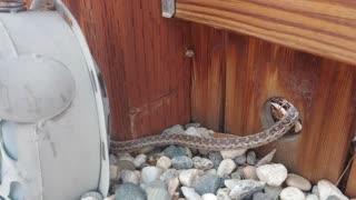 Gopher Snake Wants Away From Curious Kids