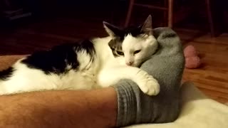 Biting cat lulled to sleep against his will