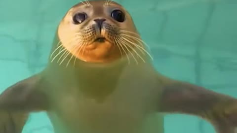 This seal is so cute