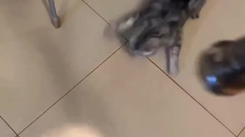 Look how this cat dances 😂😂
