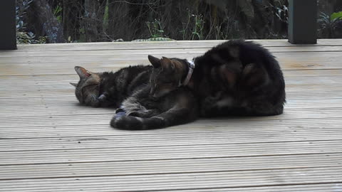 Two Lovely Tabby Sisters Relaxing on a New Deck