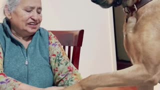 Dog love with grandmother