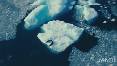 Tiny Penguin Makes a Deadly Dash From Giant Leopard Seal | Seven Worlds, One Planet