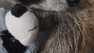 Rescued Raccoon Cuddles Toy