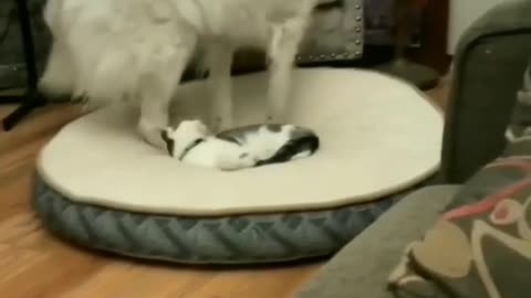 Cats & dogs # Funny shorts