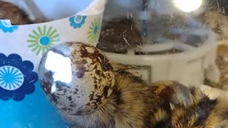 Adorable Quail Chick Gets its Head Stuck in Eggshell