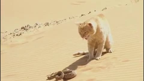 Chat des sables VS Serpent du désert