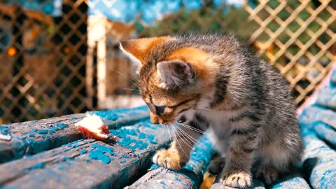 homeless grey kitten eating in slow motion 31977