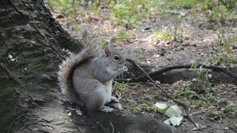 Squirrel Rodent Nager Eat Chucks Nature Animal