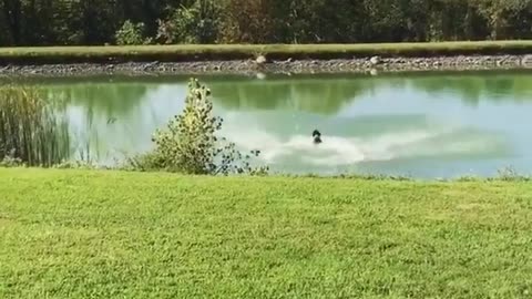 Funny Dog Jumps In Water