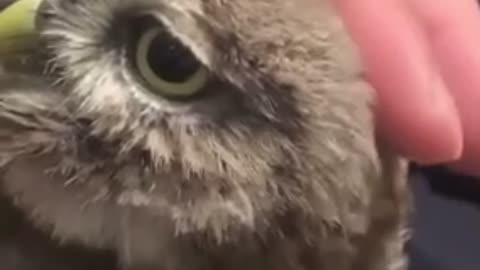 Baby owl loves his head being rubbed🥰🥰🥰