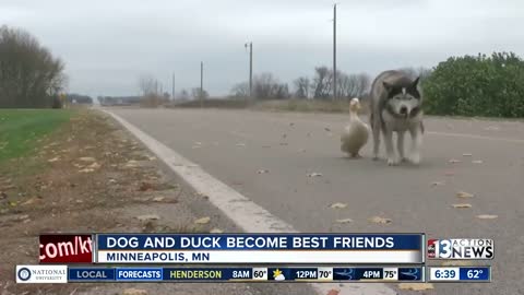 An Unlikely Friendship Between A Dog And A Duck Surprised A Small Town In Minnesota