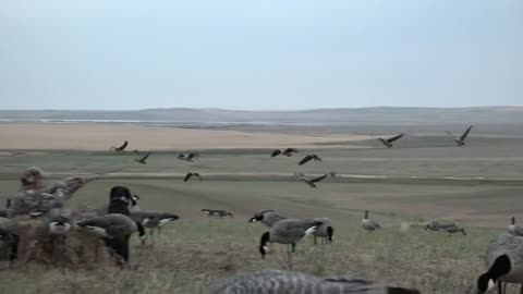 Ongaro's Saskatchewan ... Amazing Duck and Goose Hunting Up Close