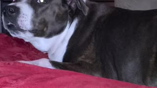 Bruno the pit bull's new song melody line!