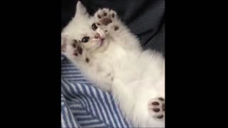 Adorable kitten preciously plays with owner