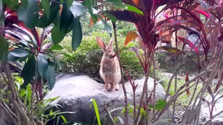 brawn rabbit eating leaves