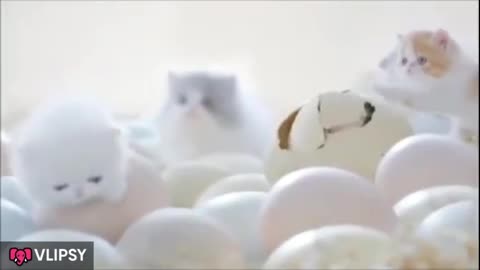 Cat Born from Egg ( A Prank Video ) @cat #cat @funny #funny