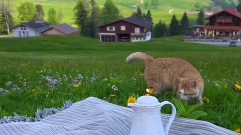 Breakfast In The Swiss Alps