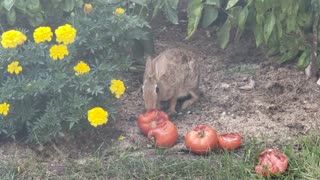 Cute Little Bunny In My Garden........