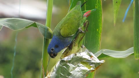 parrot. in tree.14