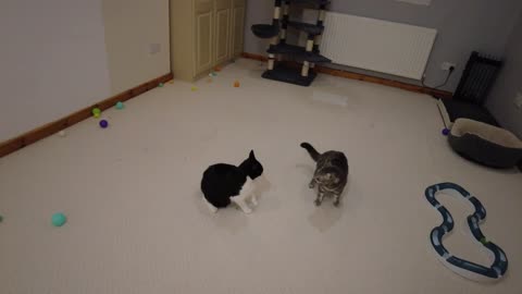 Kitten Terrorizes Older Cat