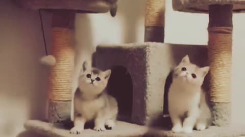 Funny cats