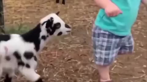 Cute baby and beautiful animals and beautiful video