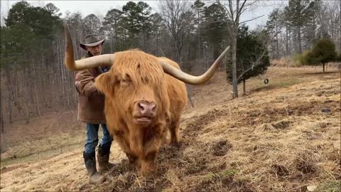 Do Highland cows make good pets