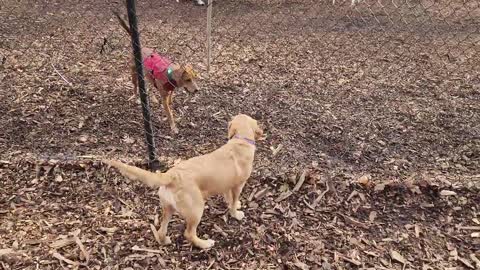 Maisie back at the dog park (now leashless!)