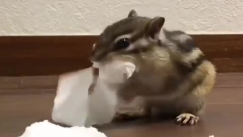 Squirrel love - So cute