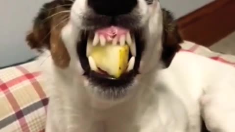 Funny Dog - funny animals video