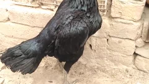 Black beautiful hen thai aseel beautiful hen. Animal lover