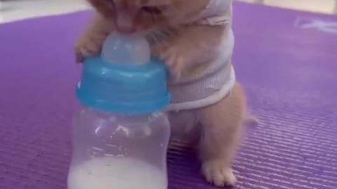 the cute kitten eats