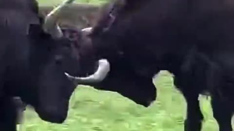 TWO ANGRY Black Yak Fight Dangerously I Unstoppable