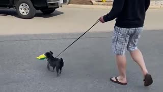 Boots goes to the pet store