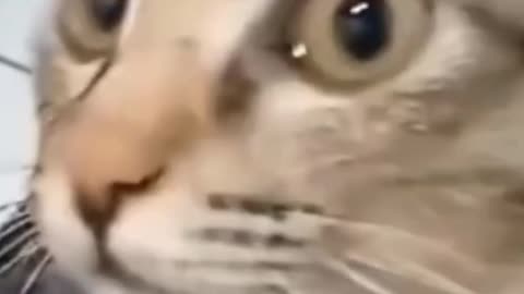 Cat horror video