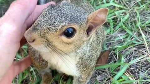 A very cute little squirrel