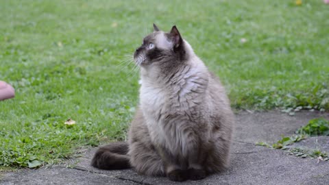 The British Shorthair Cat is gorgeous