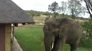 An elephant throwing litter into a trash 🗑 can.