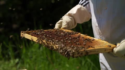 beehive honey extraction