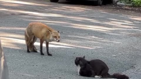 Fox vs Cat #shorts #shortvideo#video #virals #videoviral