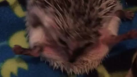 Hedgehog adorably struggles to uncurl himself
