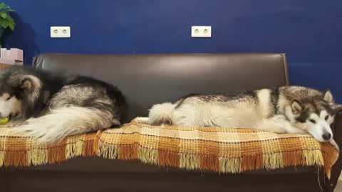 Dogs lie lazily on the sofa