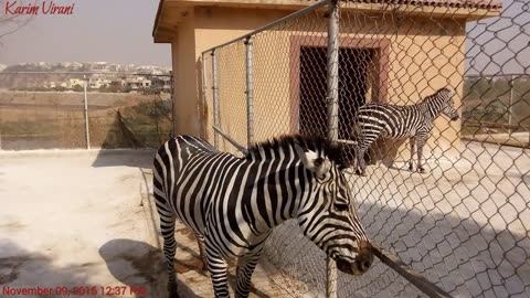 Bahria Town Zoo, Islamabad, Pakistan